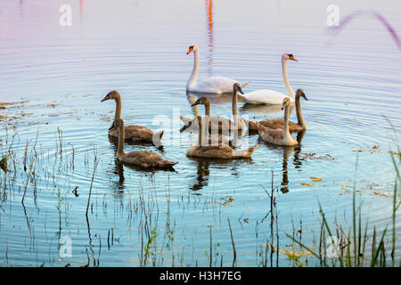 Familie von Schwänen auf dem See schwimmen Stockfoto