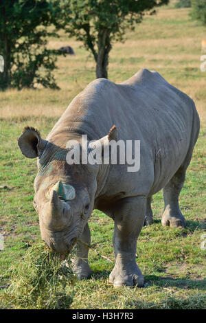 Eine vom Aussterben bedrohte Ostschwarznashörner (Diceros bicornis michaeli), die im Port Lympne Wild Animal Park, Kent, England, grast Stockfoto