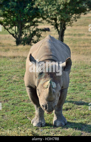 Eine vom Aussterben bedrohte Ostschwarznashörner (Diceros bicornis michaeli), die im Port Lympne Wild Animal Park, Kent, England, grast Stockfoto