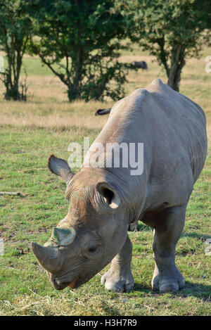 Eine vom Aussterben bedrohte Ostschwarznashörner (Diceros bicornis michaeli), die im Port Lympne Wild Animal Park, Kent, England, grast Stockfoto