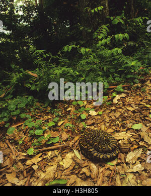Teppich-Python (Morelia Spilota) Stockfoto