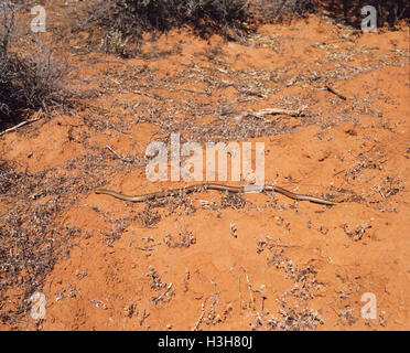 King Brown Snake (Pseudechis Australis) Stockfoto