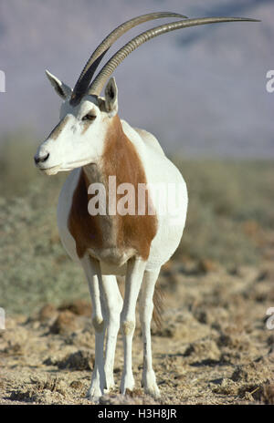 Scimitar-horned Oryx-Antilopen (Oryx Dammah) Stockfoto