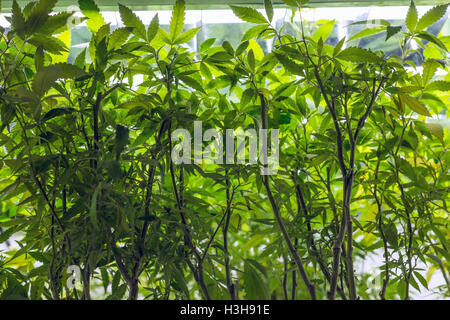 Medizinische Marihuana Anbau unter Leuchtstofflampen Stockfoto