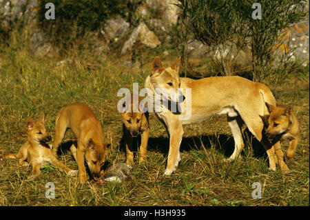 Dingo (Canis Dingo) Stockfoto