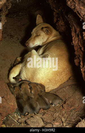 Dingo (Canis Dingo) Stockfoto