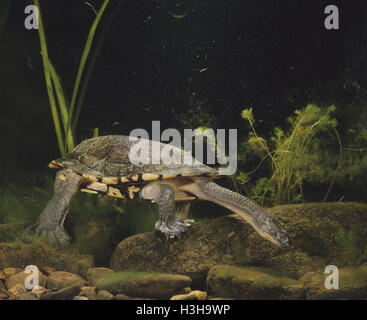 Gemeinsamen Schlange-necked Turtle (Chelodina Longicollis) Stockfoto