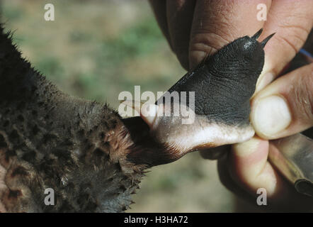 Platypus (Ornithorhynchus Anatinus) Stockfoto