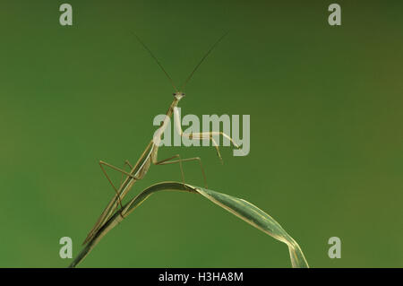 Lila-winged Mantis (Tenodera Australasiae) Stockfoto
