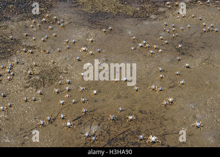 Hellblau Soldat Krabbe (Mictyris Longicarpus). Stockfoto