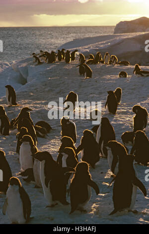 Adelie Penguin (Pygoscelis Adeliae) Stockfoto