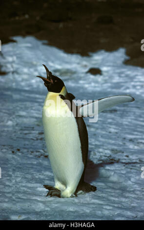 Kaiserpinguin (Aptenodytes Forsteri) Stockfoto