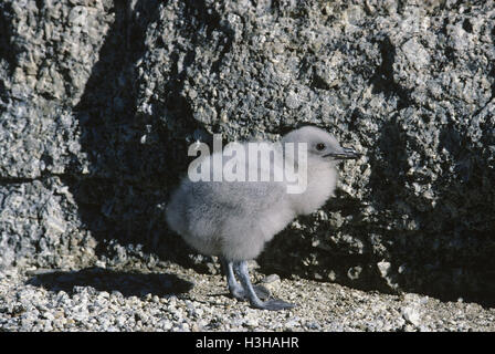 South Polar Skua (Stercorarius Maccormicki) Stockfoto