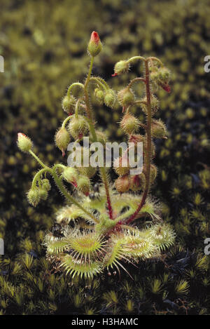 Pimpernel Sonnentau (Drosera Glanduligera) Stockfoto