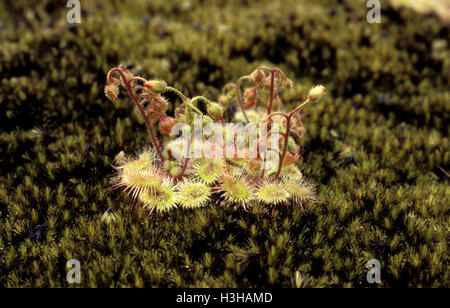 Pimpernel Sonnentau (Drosera glanduligera). Stockfoto