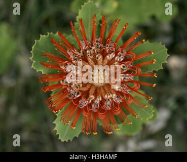 Scarlet banksia (Banksia coccinea) Stockfoto