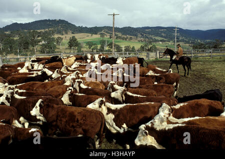 Rinder werden gemustert, Stockfoto