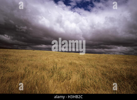 Sturmwolken über eine Koppel, Stockfoto