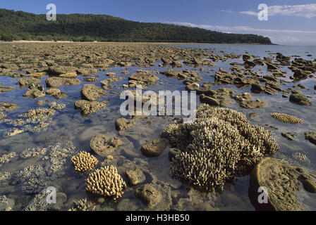 Hart- und Weichkorallen, die bei Ebbe freigelegt. Stockfoto