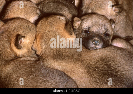 Dingo (Canis Dingo) Stockfoto