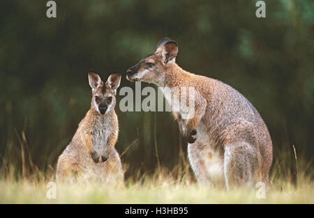 Red-necked Wallaby (Macropus rufogriseus banksianus) Stockfoto