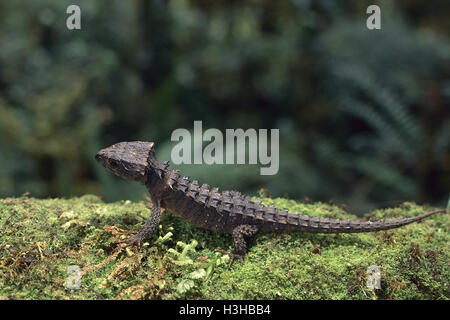 Rotäugigen Crocodile Skink (Tribolonotus Gracilis) Stockfoto