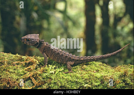 Rotäugigen Crocodile Skink (Tribolonotus Gracilis) Stockfoto