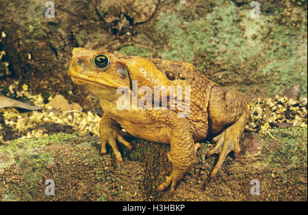 Cane Toad (Schädlingsbekämpfer Marina) Stockfoto