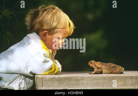 Cane Toad (Schädlingsbekämpfer Marina) Stockfoto