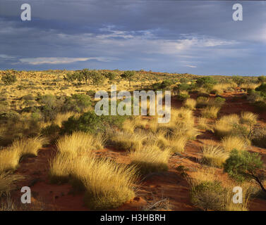 Spinifex Wüste Eichen und Sanddünen (Triodia SP. Allocasuarina sp.) Stockfoto