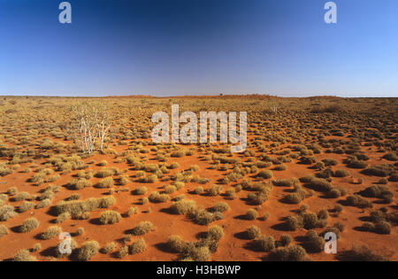 Spinifex (Triodia sp.) Stockfoto