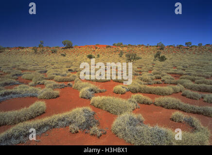 Spinifex (Triodia sp.) Stockfoto