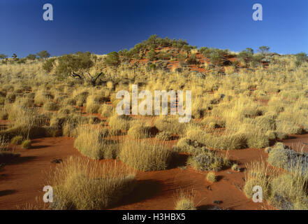 Spinifex (Triodia sp.) Stockfoto