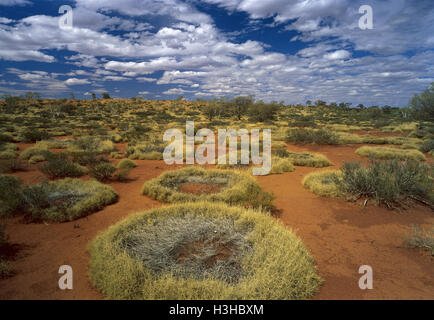 Spinifex (Triodia sp.) Stockfoto