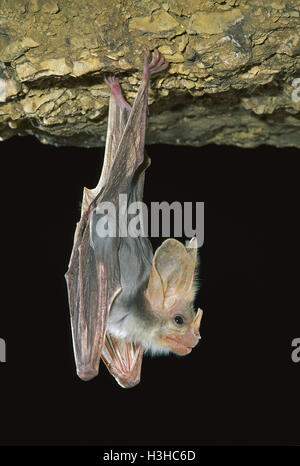 Ghost-Fledermaus (Macroderma Gigas) Stockfoto