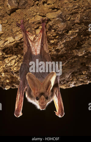 Ghost-Fledermaus (Macroderma Gigas) Stockfoto