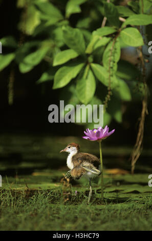 Kamm-crested Blatthühnchen (Irediparra Gallinacea) Stockfoto