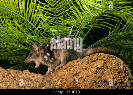 Nördlichen Quoll (Dasyurus Hallucatus) Stockfoto