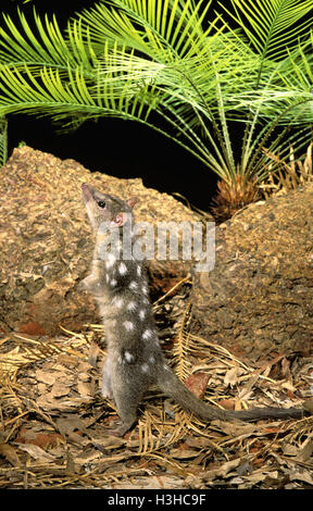 Nördlichen Quoll (Dasyurus Hallucatus) Stockfoto