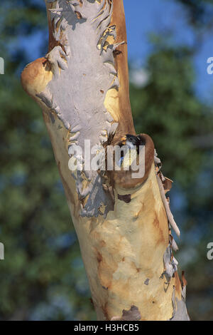 Brownsittich (Platycercus Venustus) Stockfoto