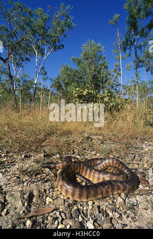 Black-headed Python (Schwarzkopfpythons Melanocephalus) Stockfoto