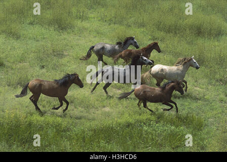 Pferd (Equus Caballus) Stockfoto