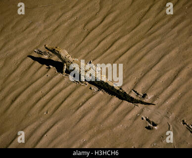 Leistenkrokodil (Crocodylus Porosus) Stockfoto