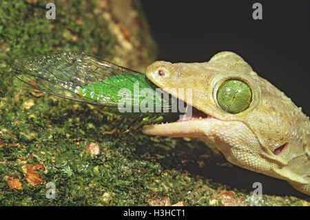 Smiths Green-Eyed Gecko (Gekko Smithii) Stockfoto