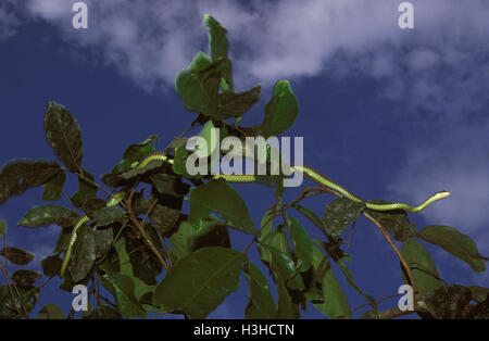 Paradies-Baum-Schlange (Chrysopelea Paradisi) Stockfoto