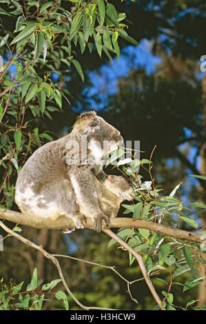 Koala (Phascolarctos Cinereus) Stockfoto