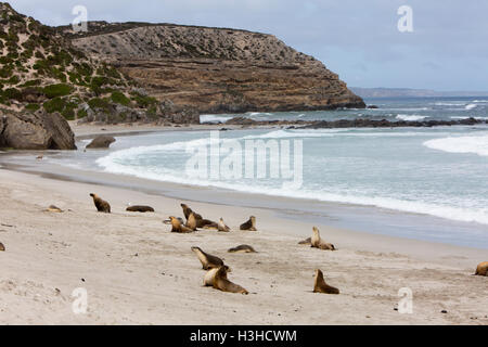 Seal Bay auf der südlichen Küste von Kangaroo Island mit australischen Seelöwen am Strand, South Australia Stockfoto