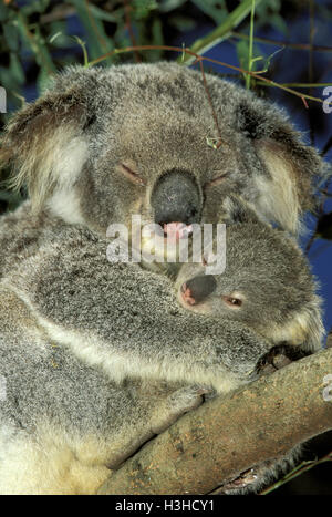 Koala (Phascolarctos Cinereus) Stockfoto
