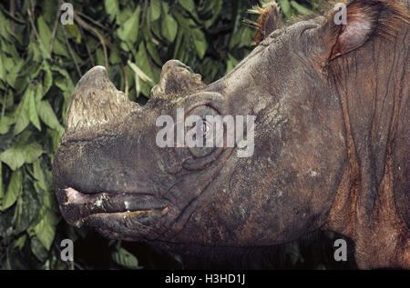 Sumatra-Nashorn (Dicerorhinus Sumatrensis) Stockfoto