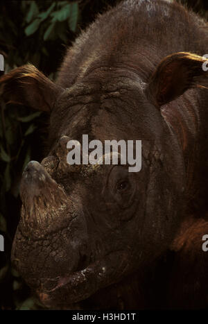 Sumatra-Nashorn (Dicerorhinus Sumatrensis) Stockfoto